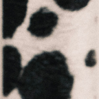 Dalmation