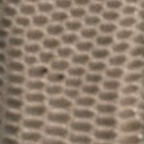 Grey Lizard