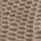 Grey Snake