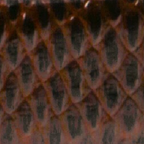 Tobacco Viper