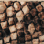Sahara Snake